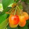 Rainier Cherry Tree Live Plant – 2 Feet Tall – 3 Gallon Pot – Outdoor - Image 1