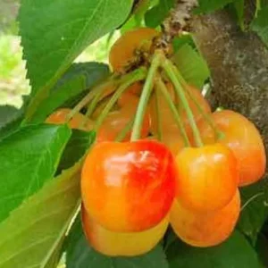 Rainier Cherry Tree Live Plant – 3-4 Ft, Sweet Golden Yellow Cherries, 3 Gal Pot - Image 1