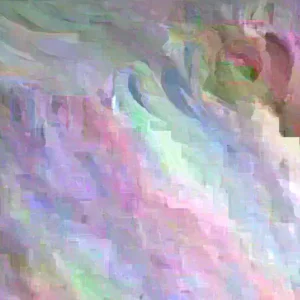 Ranunculus Flower Bulbs 12 Pink Picotee Corms for Garden & Wedding Bouquets - Image 3