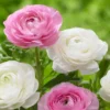 Ranunculus Flower Bulbs 15 Pastel Corms - Buttercup Peony Rose Type - Image 3