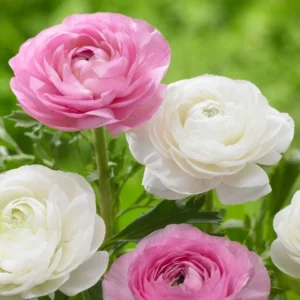 Ranunculus Flower Bulbs 15 Pastel Corms - Buttercup Peony Rose Type - Image 3