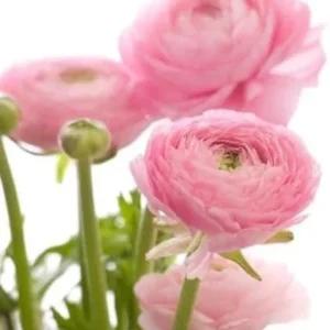 Ranunculus Flower Bulbs 15 Pastel Corms - Buttercup Peony Rose Type - Image 4