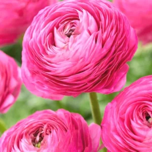 Ranunculus Flower Bulbs - 15 Pink Corms - Perennial Buttercup for Garden - Image 6