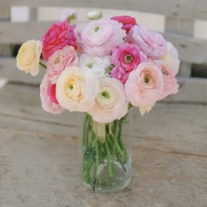 Ranunculus Flower Bulbs - 15 Pink Corms - Perennial Buttercup for Garden - Image 8