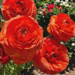 Ranunculus Flower Bulbs - 15 Rainbow Mix Corms - Perennial Flowers for Garden - Image 4