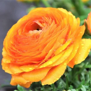 Ranunculus Flower Bulbs - 15 Rainbow Mix Corms - Perennial Flowers for Garden - Image 6