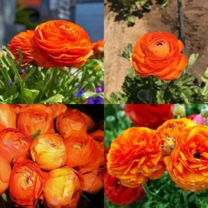 Ranunculus Flower Bulbs - 16 Orange Picotee Corms for Garden & Wedding - Image 4