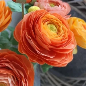 Ranunculus Flower Bulbs - 16 Orange Picotee Corms for Garden & Wedding - Image 6