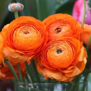 Ranunculus Flower Bulbs - 16 Orange Picotee Corms for Garden & Wedding - Image 8
