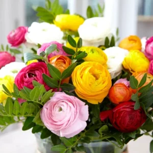 Ranunculus Flower Bulbs – Red Corms – 10 Count – Perennial Flowers - Image 6