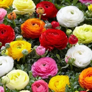 Ranunculus Mix Corms - 20 Flower Bulbs, Purple Gold Yellow Red Pink - Image 1