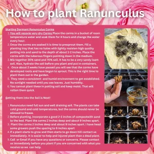 Ranunculus Mixed Variety Corms - Colorful Cut Flower Bulbs - Easy Grow - Image 7