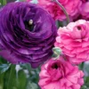 Ranunculus Purple Pink Mix Flower Bulbs - 20 Corms, Perennial, Indoor/Outdoor - Image 1