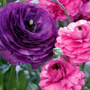 Ranunculus Purple Pink Mix Flower Bulbs - 20 Corms, Perennial, Indoor/Outdoor - Image 1