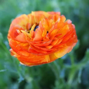 Ranunculus Tecolote Jumbo Flamenco Bulbs - Flower Bulbs for Vibrant Blooms - Image 1