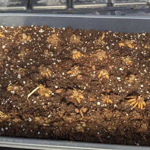 Ranunculus Tecolote Jumbo Flamenco Bulbs - Flower Bulbs for Vibrant Blooms - Image 5