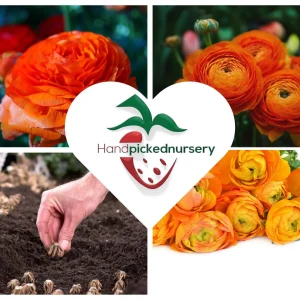 Ranunculus Tecolote Jumbo Flamenco Bulbs - Flower Bulbs for Vibrant Blooms - Image 7