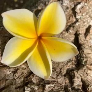 Rare Fragrant Plumeria 'Heidi' Unrooted Cutting 10-12 inch - Exotic Flower - Image 2