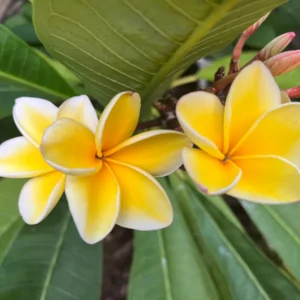 Rare Fragrant Plumeria 'Heidi' Unrooted Cutting 10-12 inch - Exotic Flower - Image 1