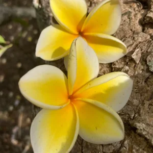 Rare Fragrant Plumeria 'Heidi' Unrooted Cutting 10-12 inch - Exotic Flower - Image 4