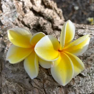 Rare Fragrant Plumeria 'Heidi' Unrooted Cutting 10-12 inch - Exotic Flower - Image 5