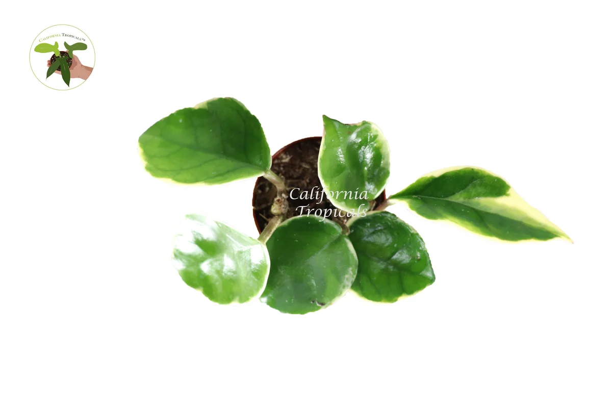 Rare Hoya Tricolor Live Plant – 2.5 inch Pot – Indoor Houseplant - Image 2