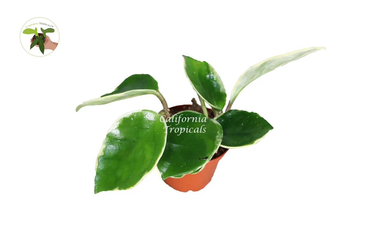 Rare Hoya Tricolor Live Plant – 2.5 inch Pot – Indoor Houseplant - Image 1