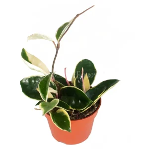 Rare Hoya Tricolor Live Plant – 4 inch Pot – Indoor Houseplant - Image 2