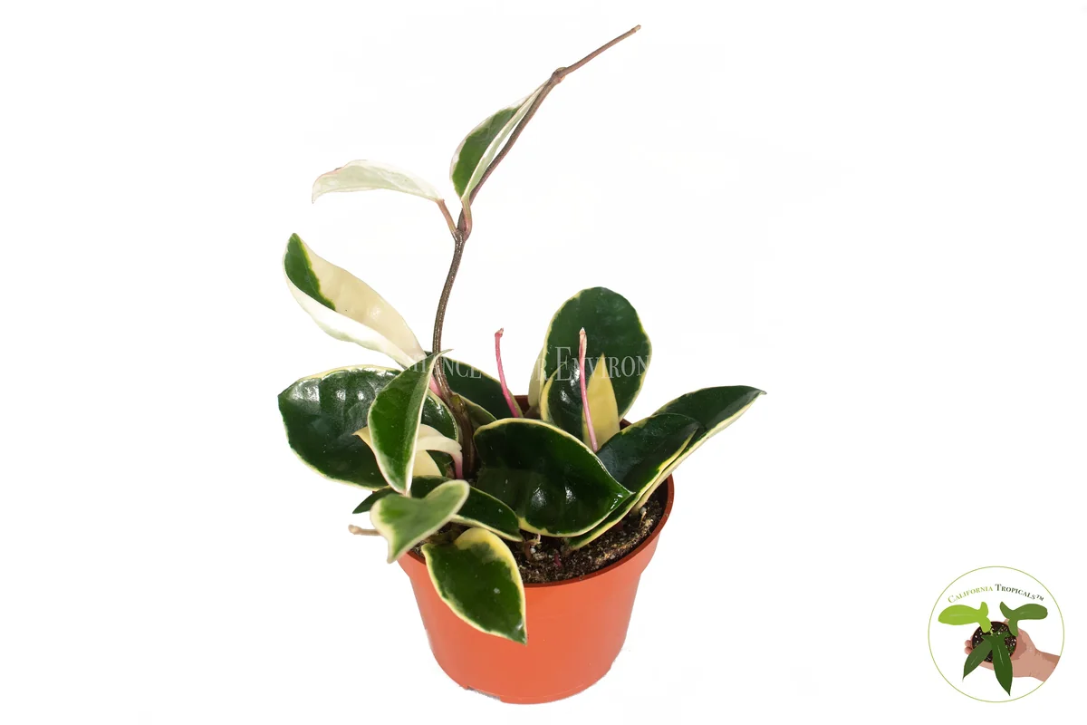 Rare Hoya Tricolor Live Plant – 4 inch Pot – Indoor Houseplant - Image 2