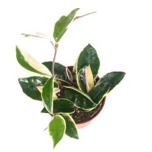 Rare Hoya Tricolor Live Plant – 4 inch Pot – Indoor Houseplant - Image 1