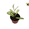Rare Hoya Wayetii Variegated Live Plant – 2.5 inch Pot – Indoor Vining Plant - Image 1