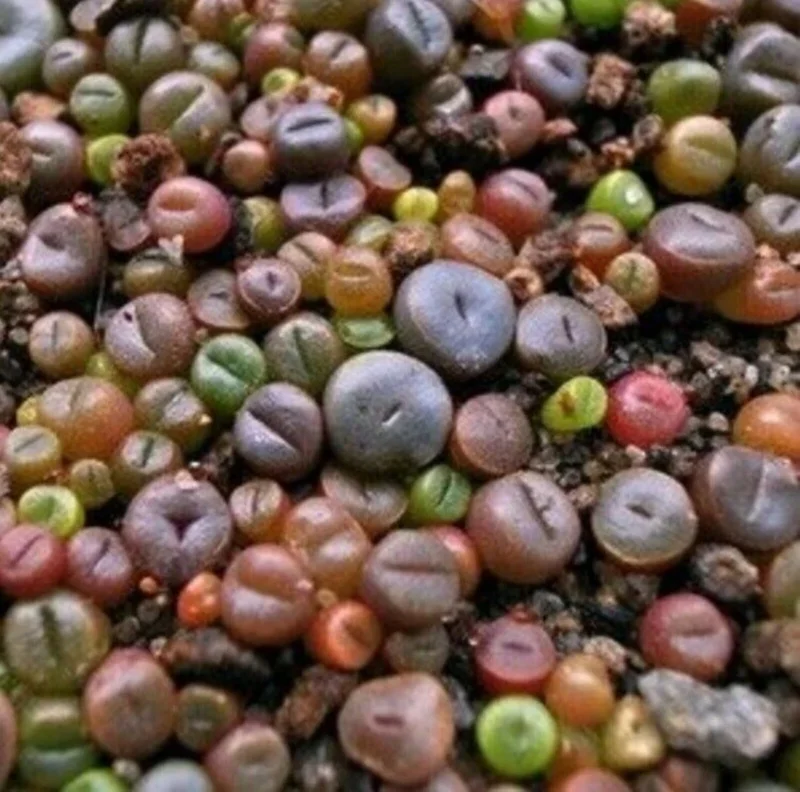 Rare Lithops Mix Seeds - Living Stone Succulent Cactus Seeds - 50 Count Pack - Indoor/Outdoor Desert Rock Plants - Image 2