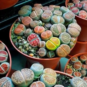 Rare Lithops Mix Seeds - Living Stone Succulent Cactus Seeds - 50 Count Pack - Indoor/Outdoor Desert Rock Plants - Image 1