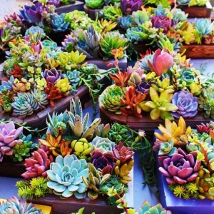 Rare Lithops Mix Succulent Seeds - Living Stones Desert Rock Seed 50+ Count - Image 3