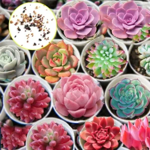 Rare Lithops Mix Succulent Seeds - Living Stones Desert Rock Seed 50+ Count - Image 4