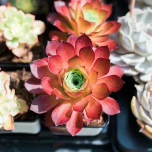 Rare Lithops Mix Succulent Seeds - Living Stones Desert Rock Seed 50+ Count - Image 9