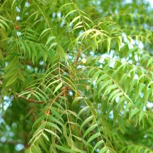 Rare Neem Tree Live Plant & Seeds - Azadirachta Indica Non-GMO Potted - Image 2