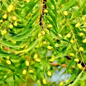 Rare Neem Tree Live Plant & Seeds - Azadirachta Indica Non-GMO Potted - Image 1
