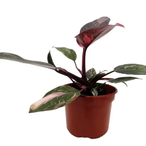 Rare Pink Marble Philodendron Live Plant - 4 inch Pot - Indoor Vining Plant - Image 1