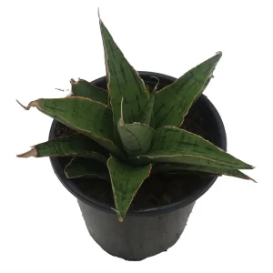 Rare Snowflake Snake Plant Sansevieria Live Plant – 3.5 inch Pot – Indoor - Image 3