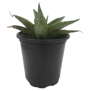 Rare Snowflake Snake Plant Sansevieria Live Plant – 3.5 inch Pot – Indoor - Image 1