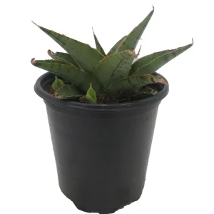 Rare Snowflake Snake Plant Sansevieria Live Plant – 3.5 inch Pot – Indoor - Image 4