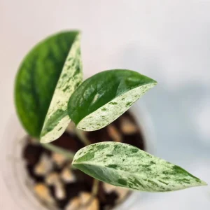 Rare Variegated Epipremnum Pinnatum Albo Live Plant - Potted Houseplant - Image 2