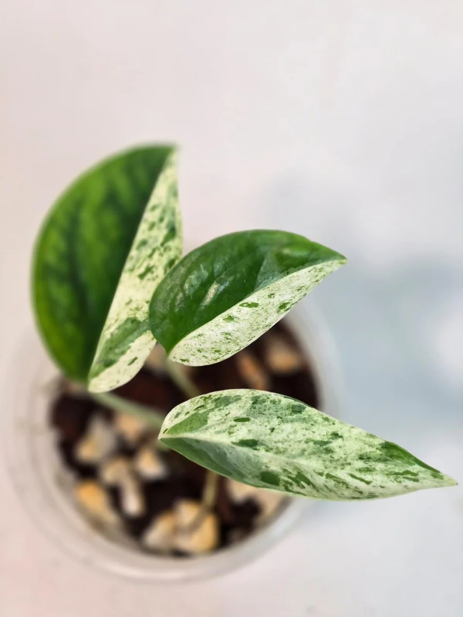 Rare Variegated Epipremnum Pinnatum Albo Live Plant - Potted Houseplant - Image 2