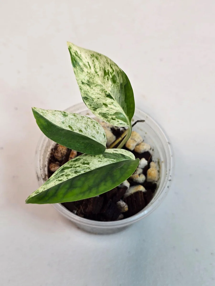 Rare Variegated Epipremnum Pinnatum Albo Live Plant - Potted Houseplant - Image 5