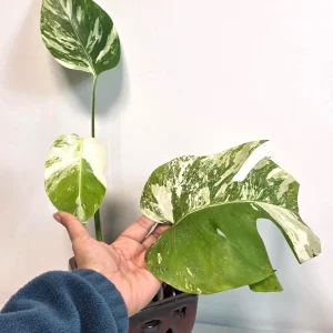 Rare Variegated Monstera Albo Plant - Live Indoor Potted Houseplant - Image 3