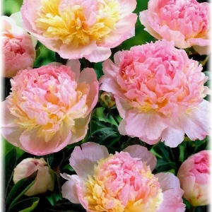Raspberry Sundae Peony Bareroot Plant - 2-3 Eye, Pink & Cream, 8-9 inch Blooms - Image 2