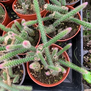 Rat Tail Cactus Live Plant – Succulent – 3 inch Pot – Indoor - Image 1