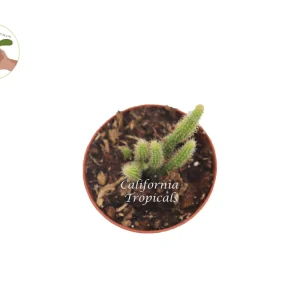 Rat Tail Succulent Live Plant – 2 inch Potted Succulent for Indoors - Image 2