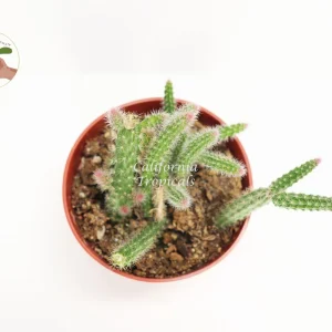 Rat Tail Succulent Live Plant – 4 inch Potted – Indoor Hanging Cactus - Image 2